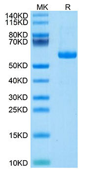 Recombinant Human Notch 3 Protein