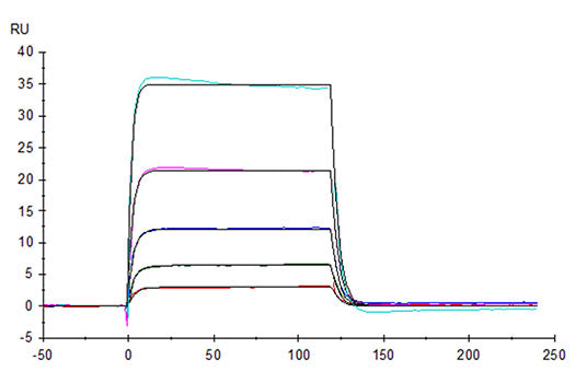 Recombinant Human KIR3DL3 Protein