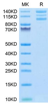 Recombinant Human Integrin alpha V beta 6 (ITGAV&ITGB6) Heterodimer Protein