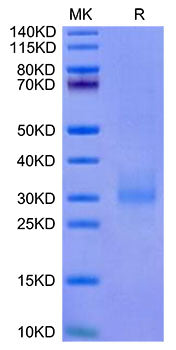 Recombinant Cynomolgus NKG2A&KLRD1/CD159a&CD94 Protein