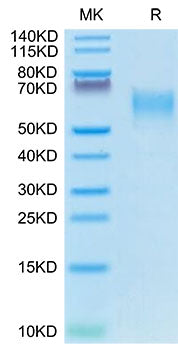 Recombinant Canine CD28 Protein