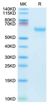 Recombinant Mouse TNFRSF7/CD27 Protein