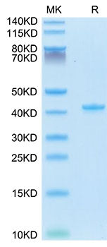 Recombinant Mouse CCL5/RANTES Protein