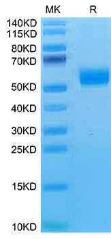 Recombinant Mouse NKG2-D/KLRK1/CD314 Protein