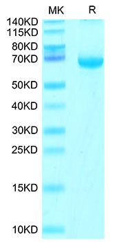 Recombinant Cynomolgus Fibrinogen like 1/FGL1 Protein