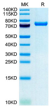 Recombinant Human CLEC2D Protein