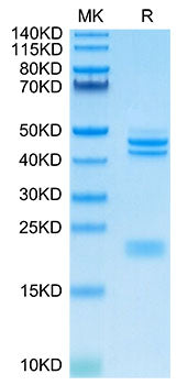 Recombinant Cynomolgus IL-23A&Mouse IL-12B Protein