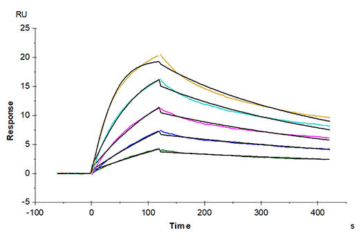 Recombinant Cynomolgus IL-23A&Mouse IL-12B Protein