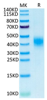 Recombinant Cynomolgus CLEC12A/MICL/CLL-1 Protein
