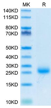 Recombinant Cynomolgus IL-31 Protein