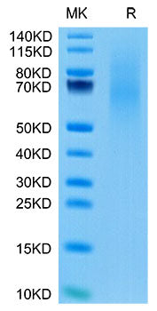 Recombinant Cynomolgus TNFSF7/CD27 Ligand/CD70 Protein