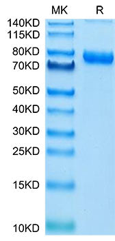Recombinant Cynomolgus Transferrin R/CD71 Protein