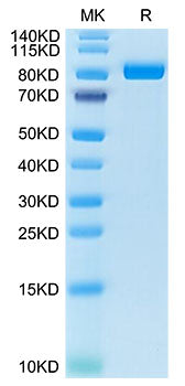 Recombinant Cynomolgus FAP Protein