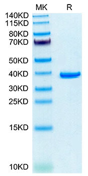 Recombinant Human Annexin A2/ANXA2 Protein