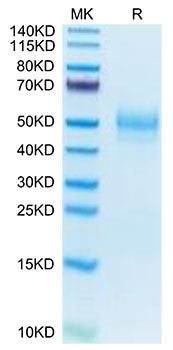Recombinant Mouse MARCO Protein