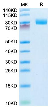 Recombinant Mouse MME/Neprilysin/CD10 Protein