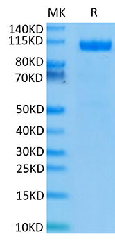 Recombinant Human PSMA/FOLH1 Protein