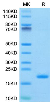 Recombinant Human ENPP-3(48-157) Protein