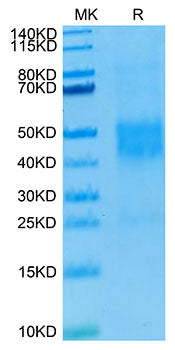 Recombinant Human NKG2C/KLRC2/CD159c Protein
