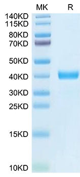 Recombinant Human MFAP4 Protein