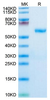 Recombinant Human RNF43 Protein