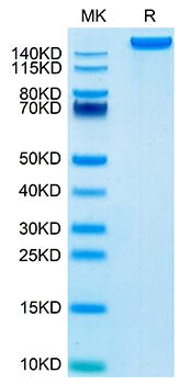 Recombinant Mouse Ly-75/DEC-205/CD205 Protein