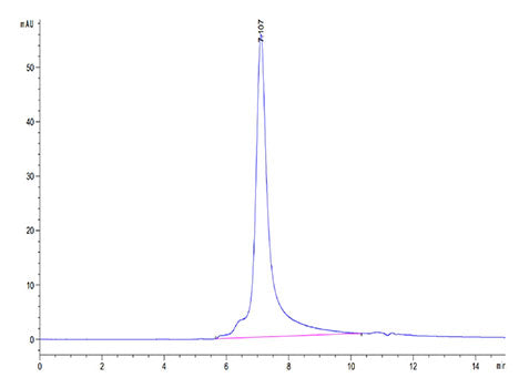 Recombinant Mouse Ly-75/DEC-205/CD205 Protein