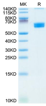 Recombinant Mouse CLEC9A/CD370 Protein