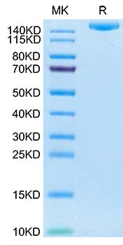 Recombinant Human IGF2R/CD222 Protein