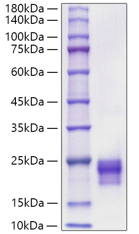 Recombinant Mouse/Rat Flt4 ligand/VEGF-C Protein