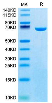Recombinant Mouse Serum albumin/ALB Protein