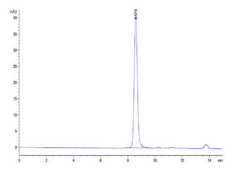 Recombinant Mouse Serum albumin/ALB Protein