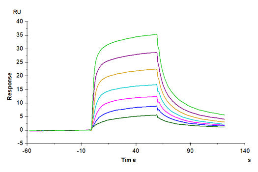 Recombinant Mouse Serum albumin/ALB Protein