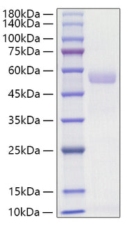 Recombinant Mouse Osteopontin/SPP-1 Protein