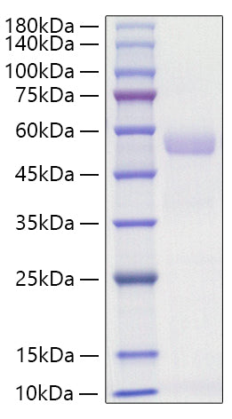 Recombinant Mouse Osteopontin/SPP-1 Protein