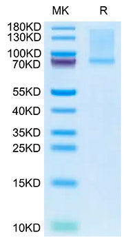 Recombinant Mouse GAS-6 Protein