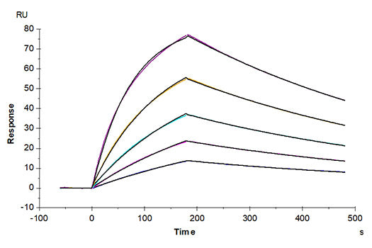 Recombinant Mouse GAS-6 Protein