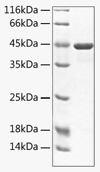 Recombinant Mouse TNFSF12/TWEAK Protein