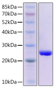 Recombinant Mouse TNFSF6/FAS ligand/CD178 Protein