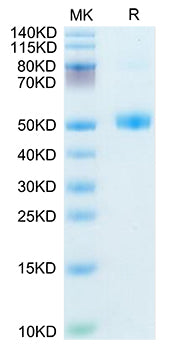 Recombinant Mouse FSH Beta Protein