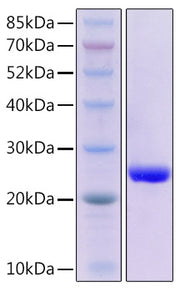 Recombinant Human GPX4 Protein
