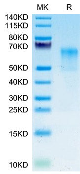 Recombinant Human Glycophorin-A/GYPA/CD235a protein