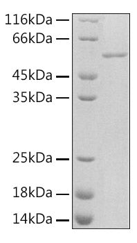 Recombinant Rat Serpin E1/PAI-1 Protein