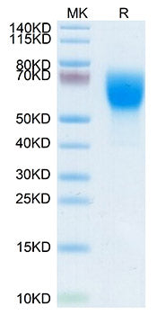 Recombinant Mouse L-Selectin/SELL/CD62L Protein