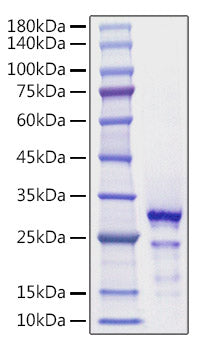 Recombinant Human SNAP-25 Protein
