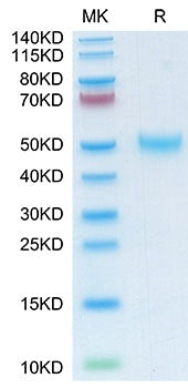 Recombinant Mouse LRG1 Protein