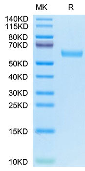 Recombinant Human CD7 Protein