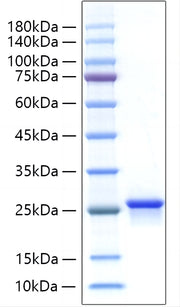 Recombinant Human IFN-alpha B2/IFNA8 Protein