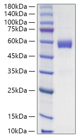 Recombinant Human Placenta growth factor/PlGF-131/PlGF-1 Protein