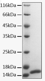 Recombinant Human Calmodulin-1/CALM1 Protein